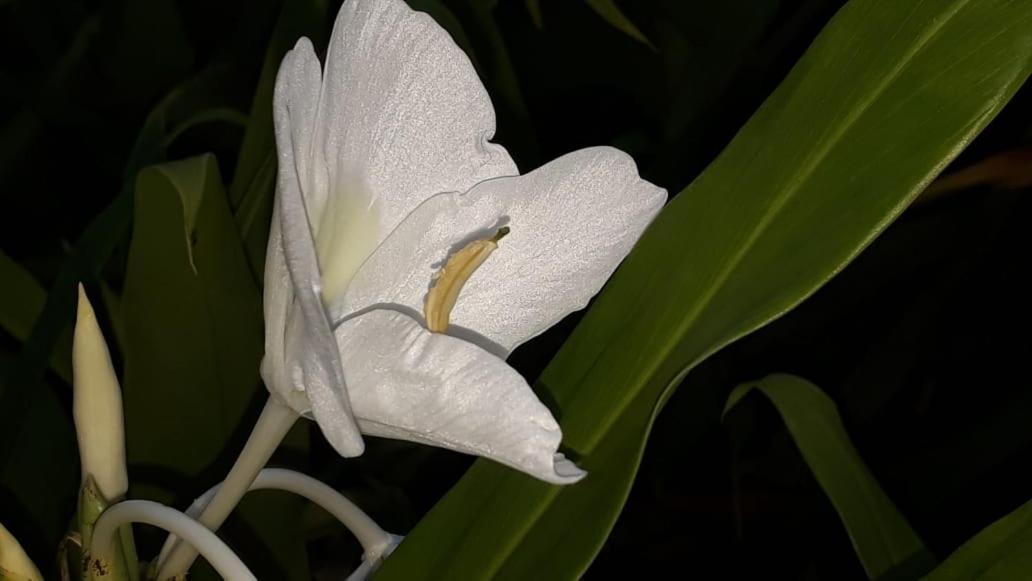 Posada El Acuario Bahia Solano Εξωτερικό φωτογραφία