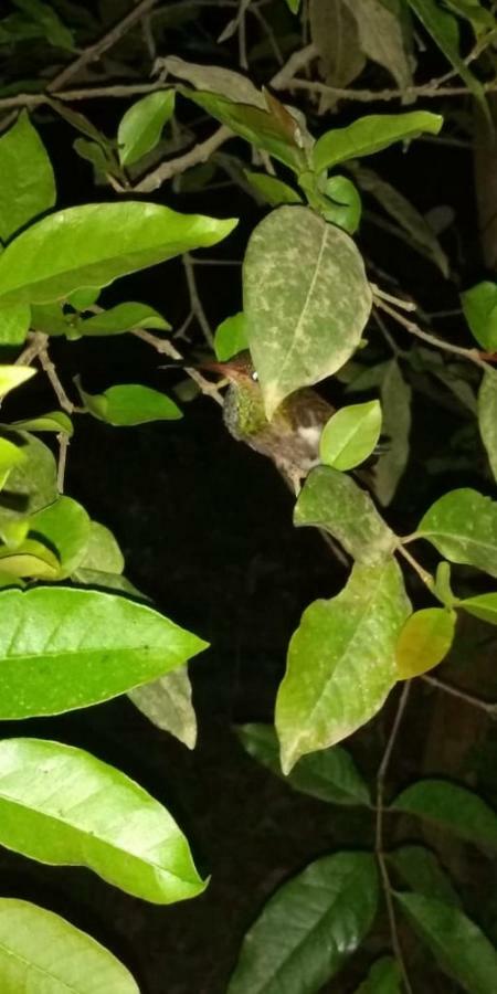 Posada El Acuario Bahia Solano Εξωτερικό φωτογραφία